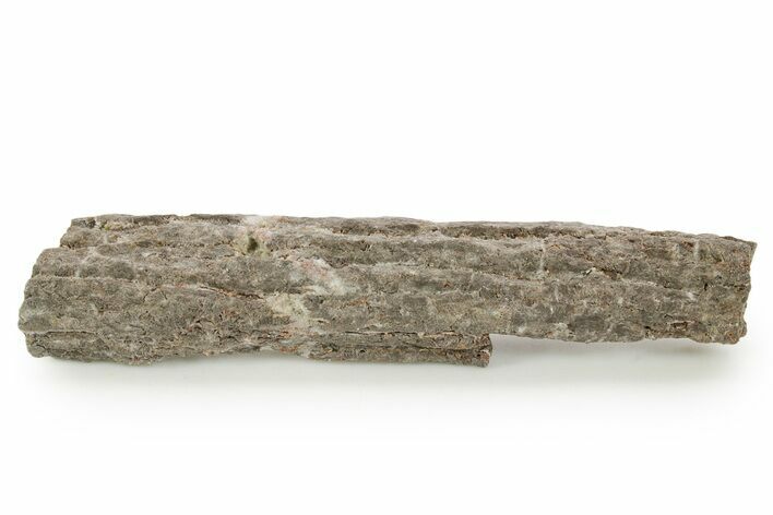 Devonian Petrified Wood (Callixylon) Section - Oldest True Wood #363373
